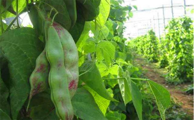 扁豆什么时候播种最好，扁豆播种的最佳时间和方法