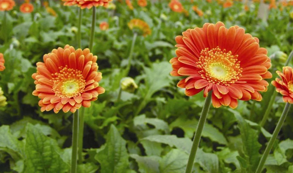 十大最强橙色植物,最强橙色植物排行