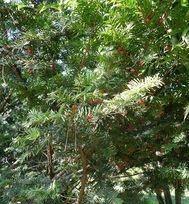 红豆杉什么时候开花结果，红豆杉的花期是在哪个季节