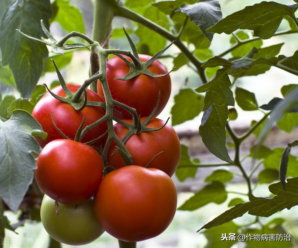 西红柿种子怎样育苗，讲述西红柿的育苗要点有哪些