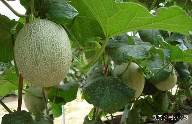 甜瓜和哈密瓜的区别，简述哈密瓜的养殖技巧