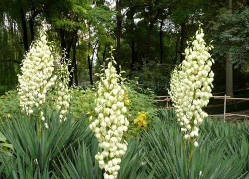 凤尾兰花期，凤尾兰一般在什么时候开花