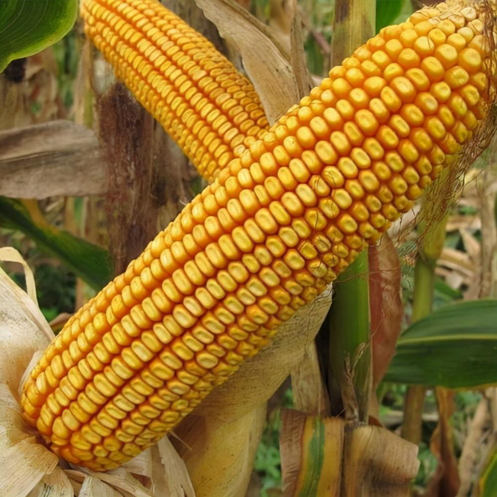 夏播玉米种子哪个品种好，高产的玉米种子排行榜