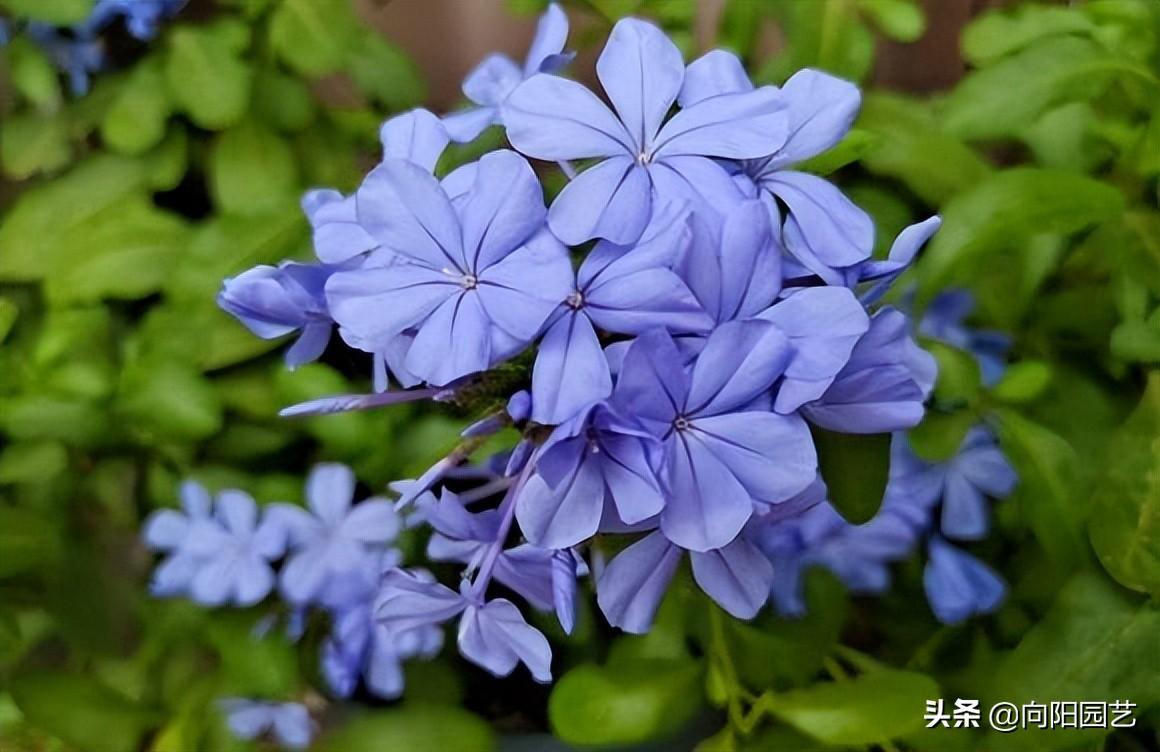 蓝雪花的花期是什么时候，蓝雪花是几月份开花