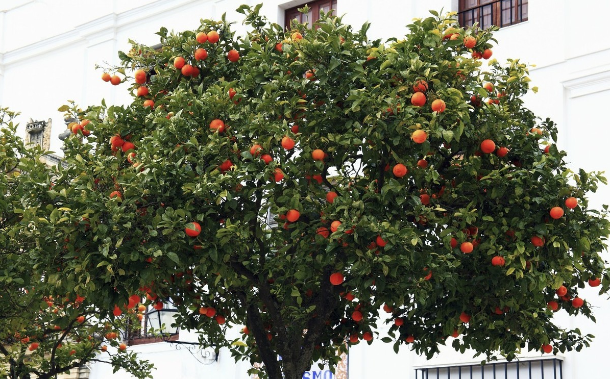 橘子树几月份修剪最好，修剪橘子树的技巧