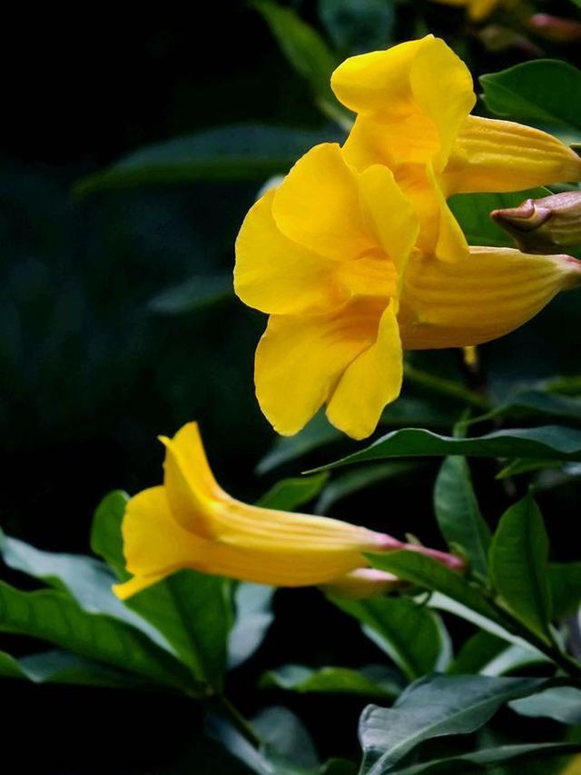 黄蝉花如何过冬，黄蝉花冬天的养护技巧和方法