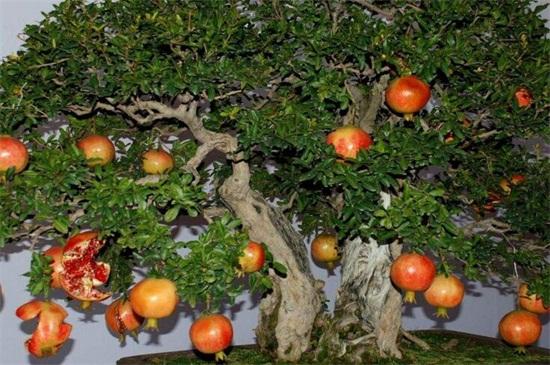 盆栽石榴树的养殖方法和注意事项，盆栽石榴树的养护技巧