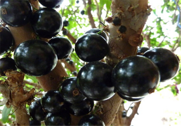 树葡萄适合什么地方种植，树葡萄生长环境和地区