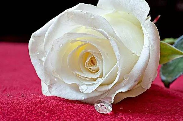 玫瑰种类名称及花语，常见几种玫瑰花及其花语介绍
