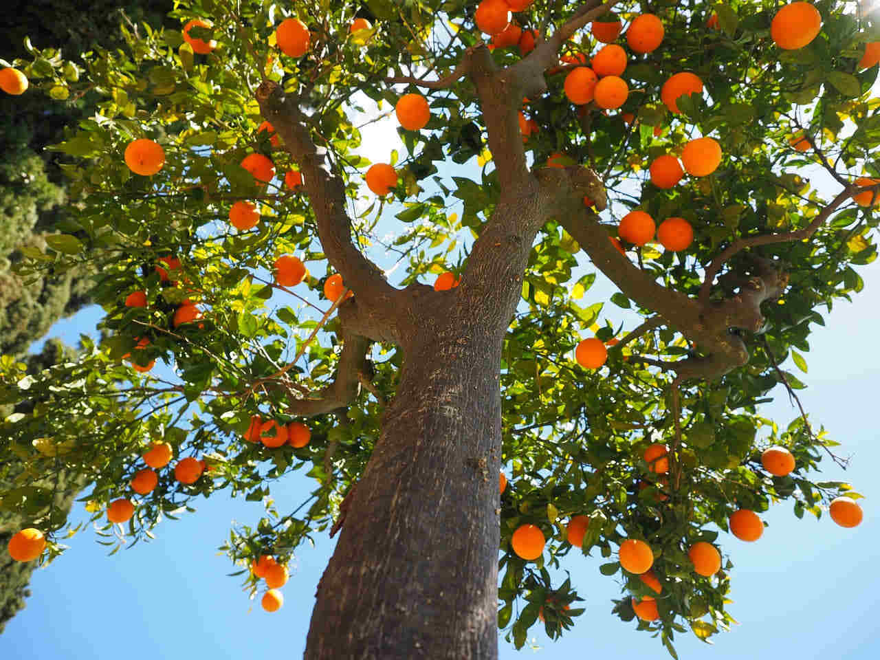 橘子树寓意，盘点橘子树代表的含义是什么