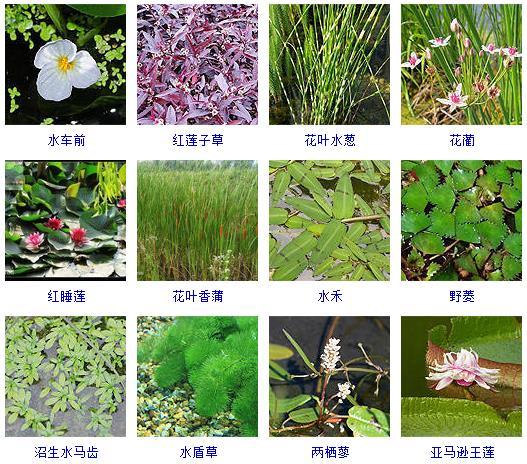 水生植物100种图片，常见的水生植物介绍