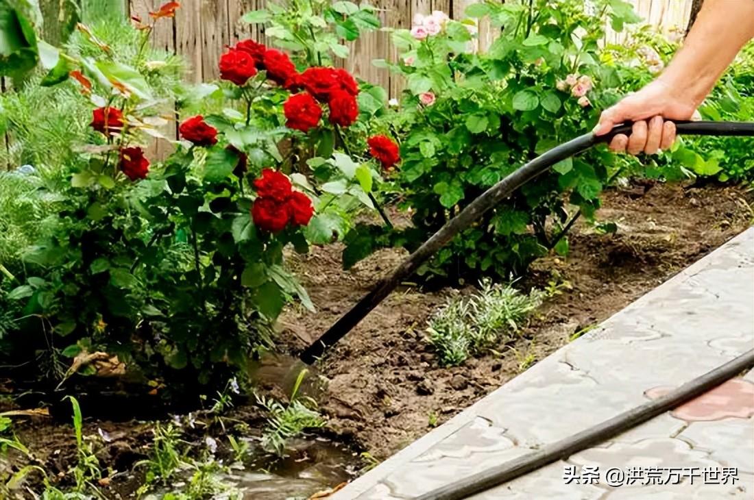 养玫瑰花的正确方法，养殖玫瑰花的方法介绍