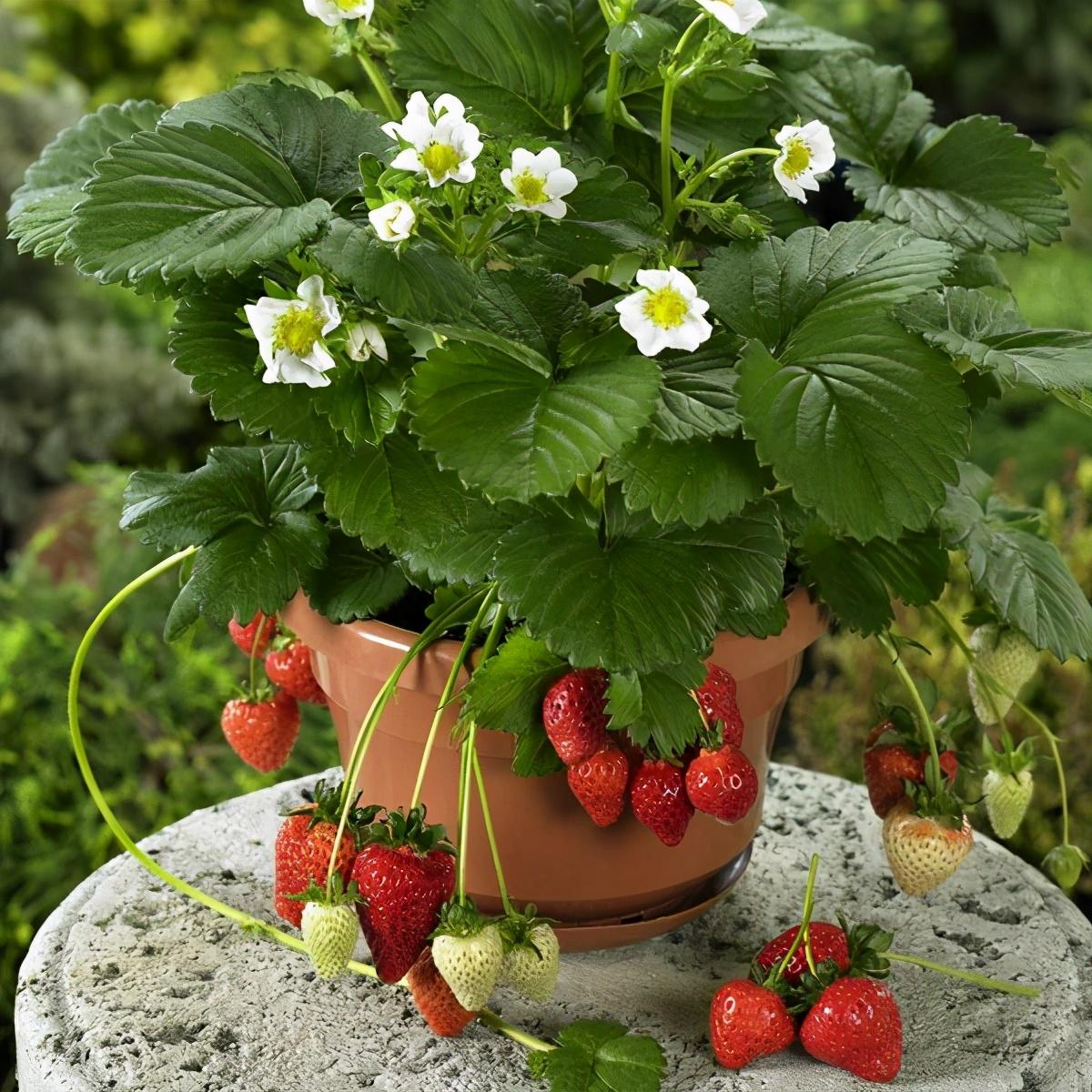 在家阳台怎么种植草莓（阳台栽培草莓的时间和注意事项）