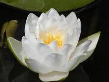 白睡莲是什么时候开花，白睡莲的养护技巧