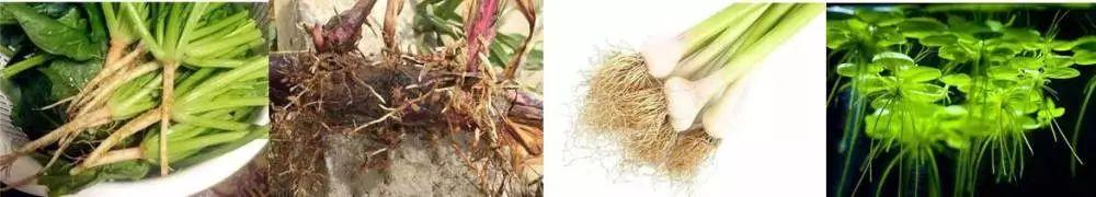 植物根和茎的区别在哪里，根茎的不同点举例说明