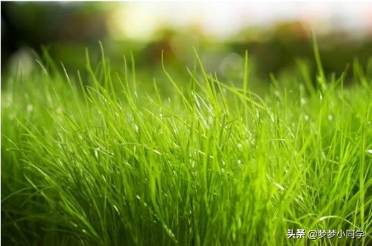 小草的花语是什么，小草代表的品质和精神讲解
