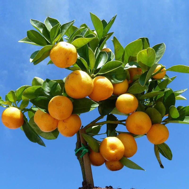 橘子树寓意，盘点橘子树代表的含义是什么