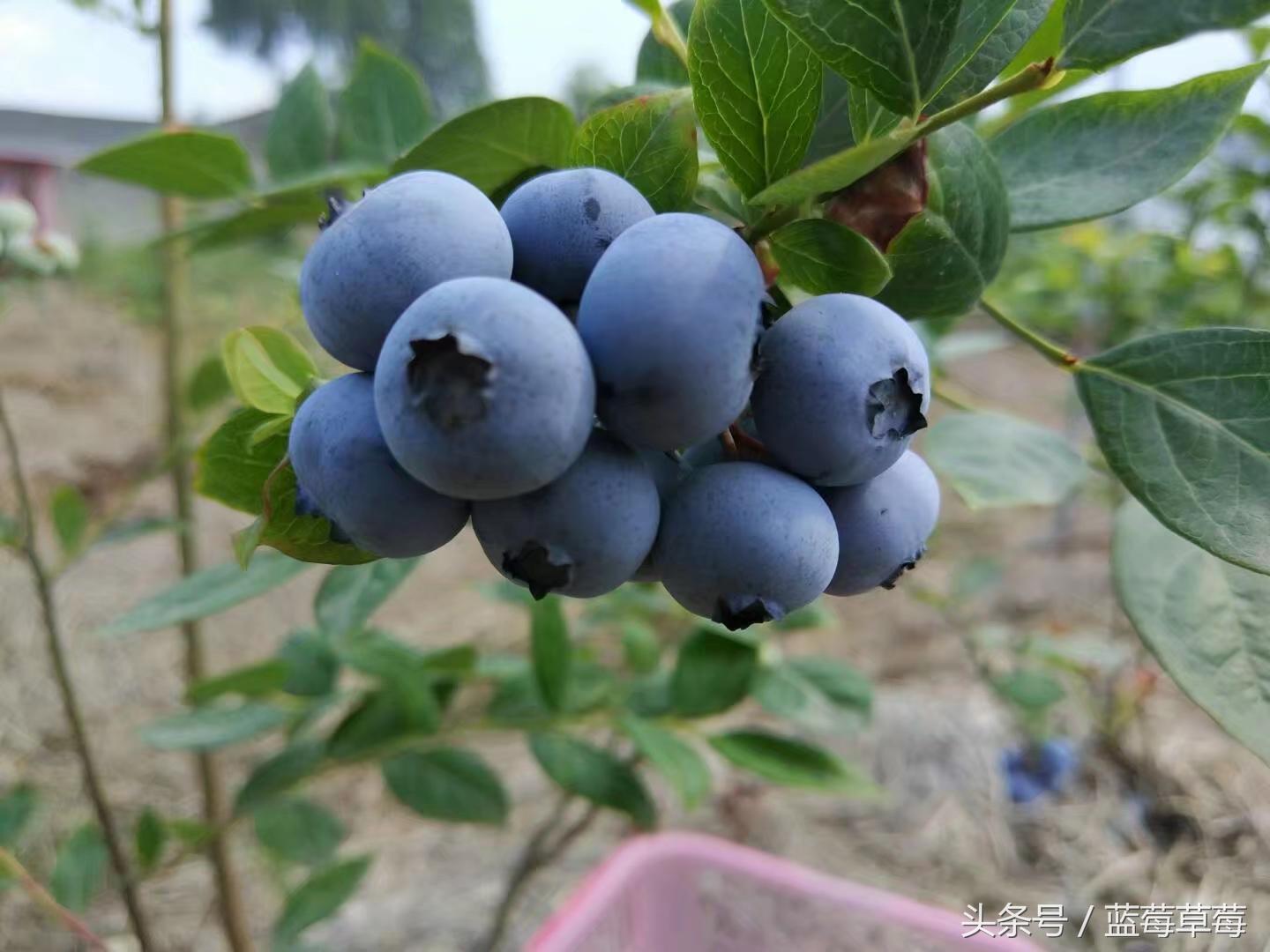 蓝莓的种植方法和技术有哪些，适合什么时间栽种