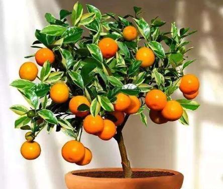 橘子树盆栽的养殖方法和注意事项？橘子树怎么养长得好