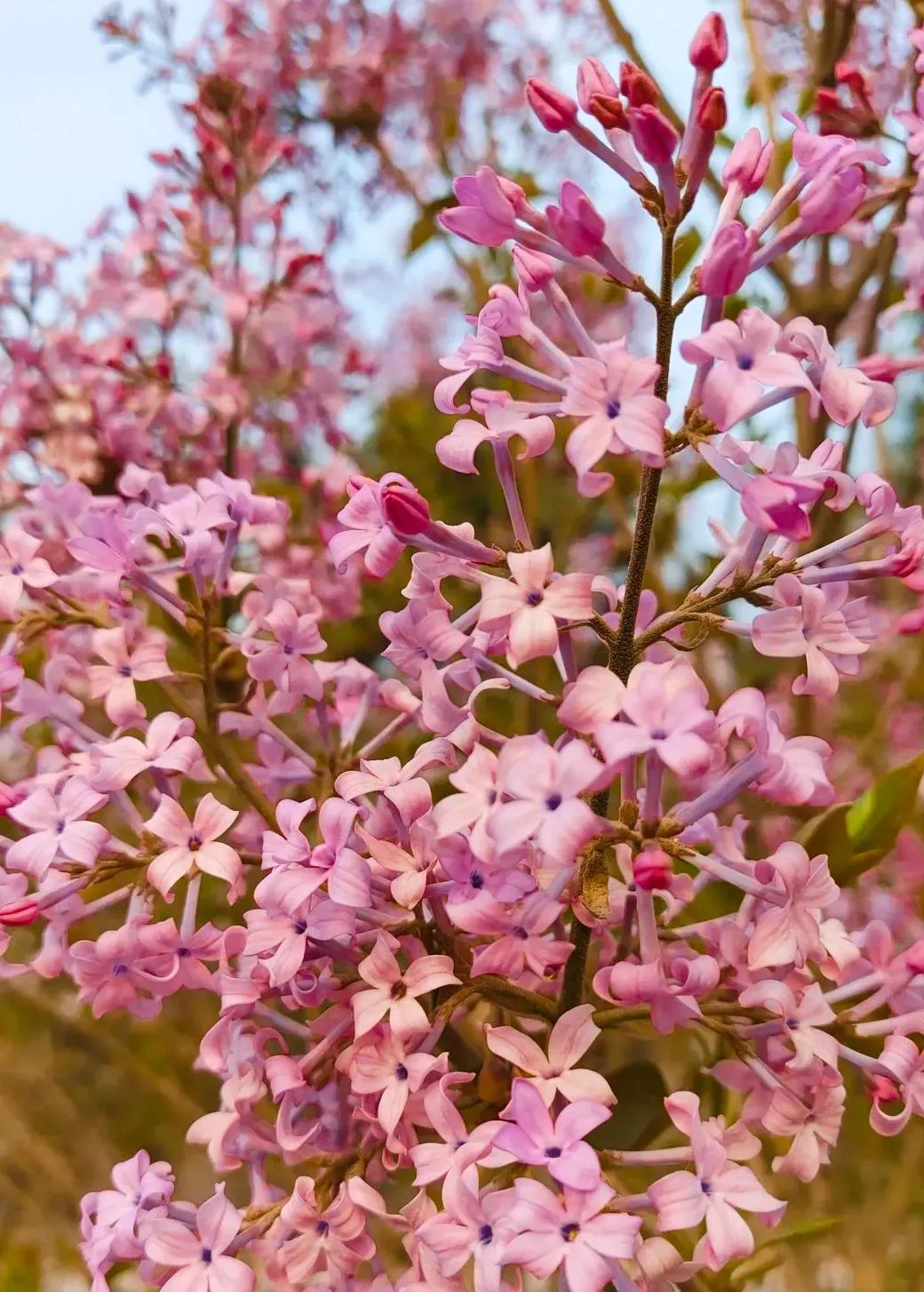 5月是丁香开花的季节吗，丁香的花期在几月份