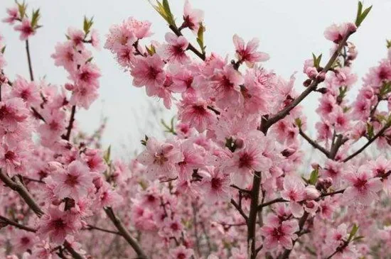 桃花是单性花还是双性花?桃花属于什么花
