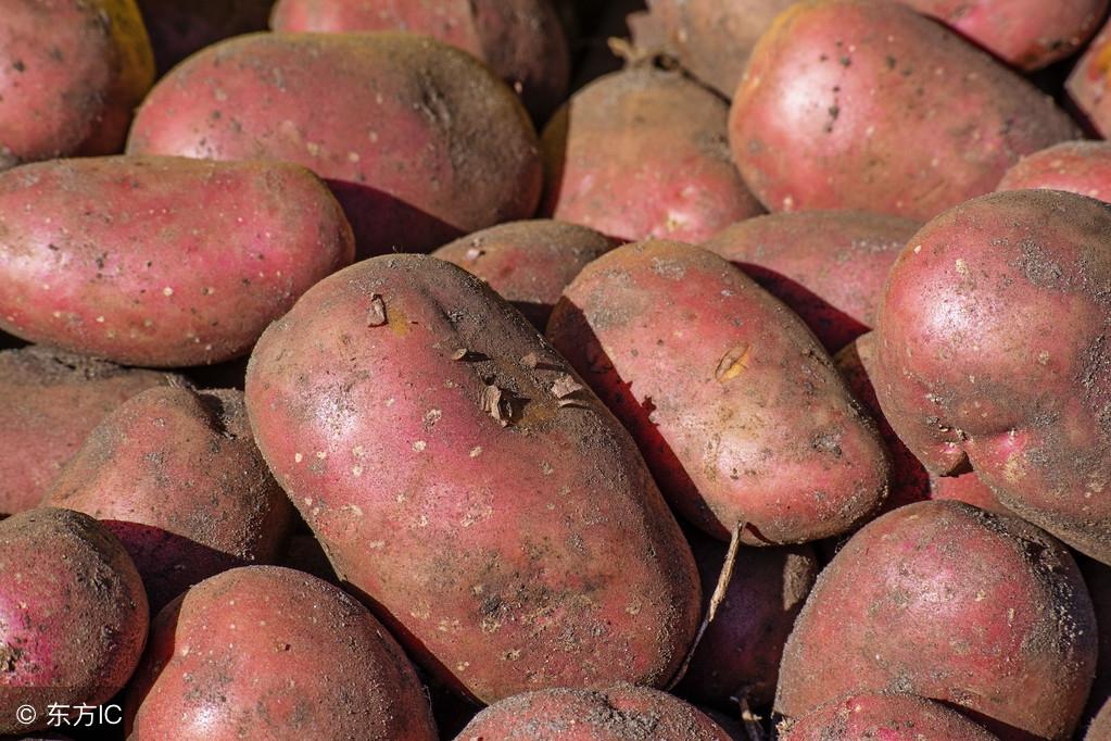 红土豆和普通土豆有什么区别，红土豆的介绍