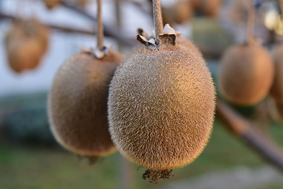 红心猕猴桃与普通猕猴桃区别，常见猕猴桃品种的特点介绍