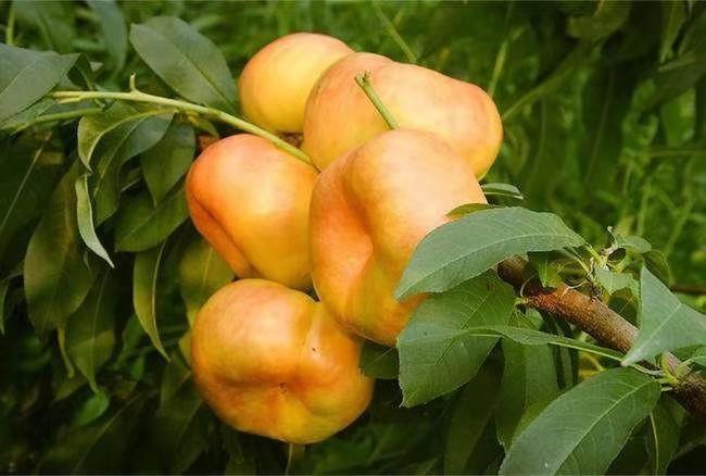 黄金蟠桃几月份成熟，黄金蟠桃怎么种植