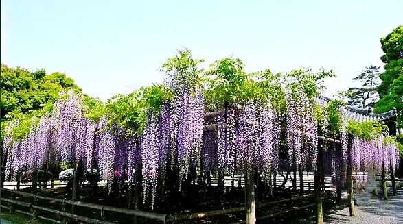 紫藤树图片，紫藤树长什么样子