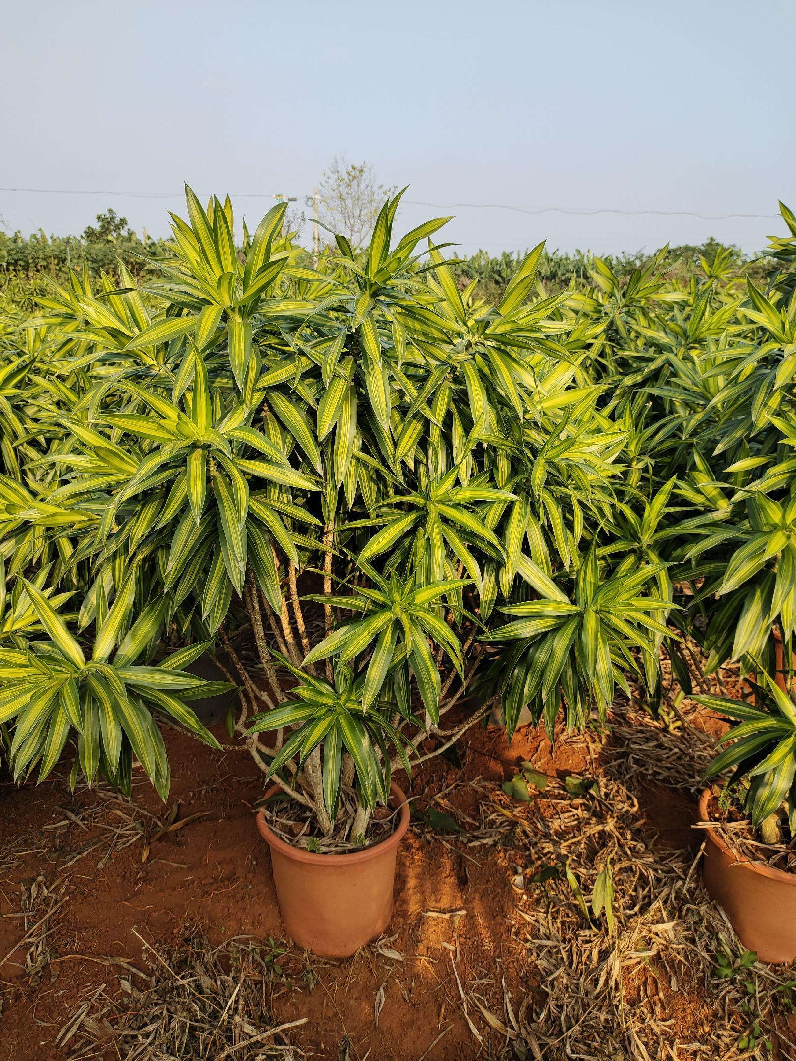 金边百合竹的养殖方法和注意事项，金边百合如何栽种