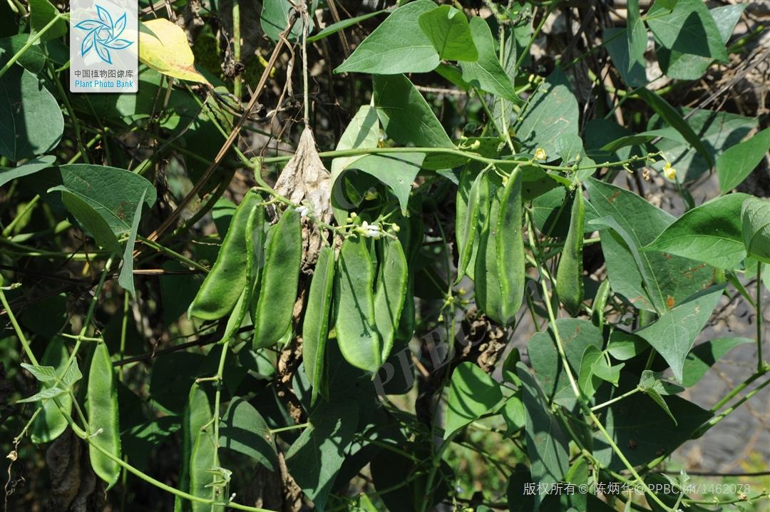 豆科植物有哪些?常见的豆类植物种类大全