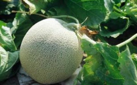 介绍新疆哈密瓜,中国哈密瓜哪些品种比较甜