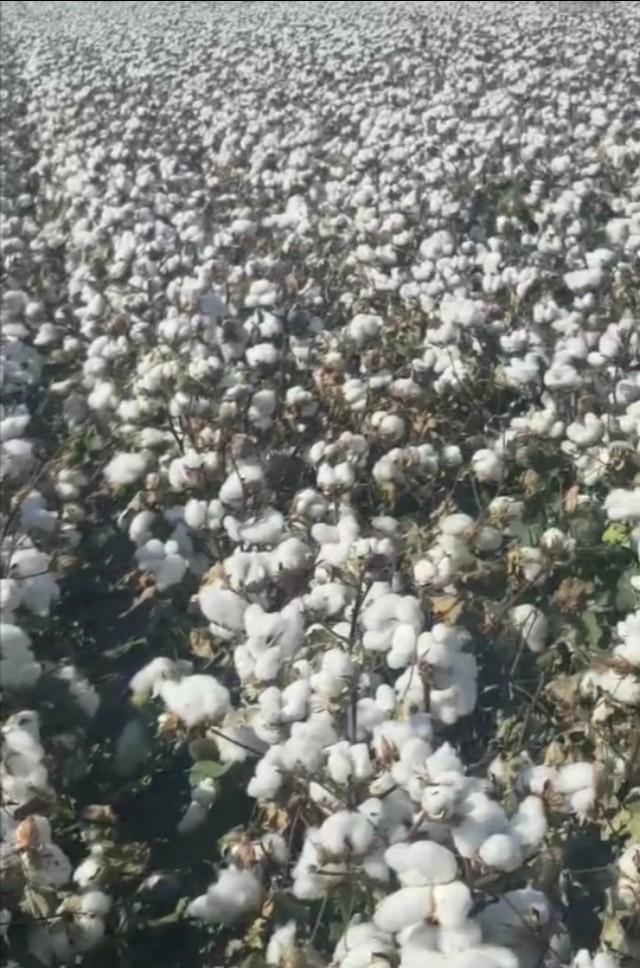 棉花种植需要什么条件，棉花的种植技术和要点