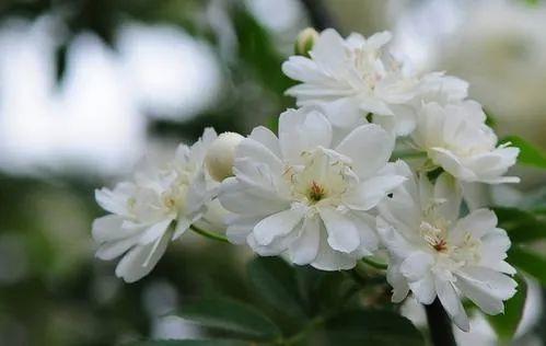 木香花的花语是什么，木香花的养殖技巧
