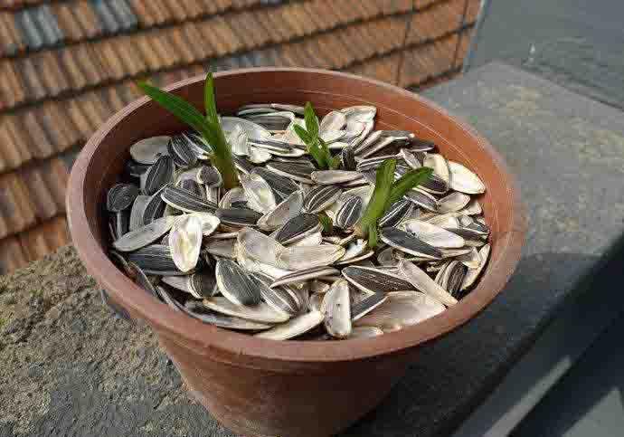 瓜子壳可以当肥料放花盆里吗，瓜子壳能用来种花吗