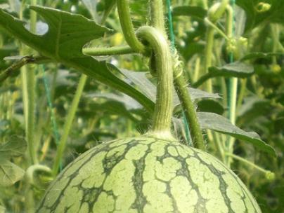 露天西瓜几月份种植，露地西瓜的栽培时间和要点