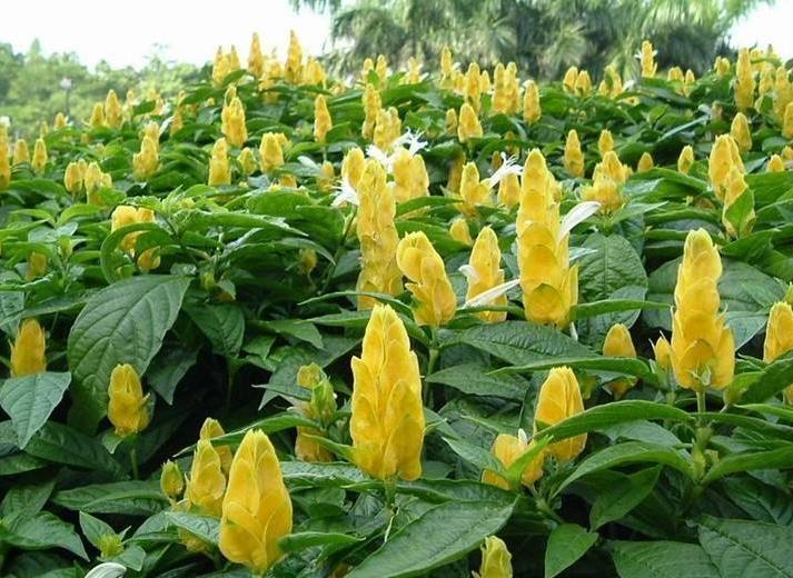 金苞花的养殖方法和注意事项，金苞花的养护要点都有哪些