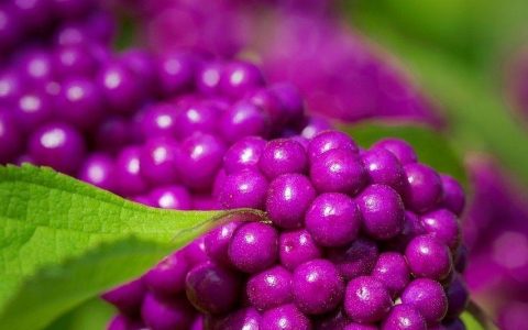 紫珠盆景怎么养，紫珠盆景的日常养护方法