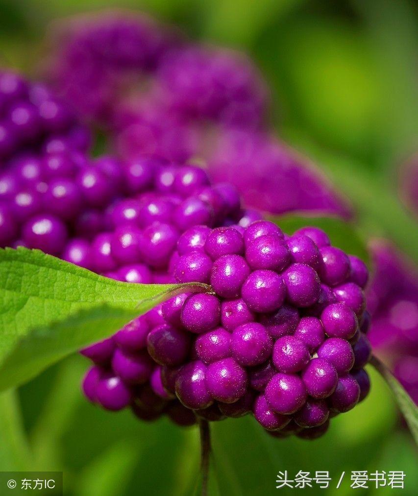 紫珠盆景怎么养，紫珠盆景的日常养护方法