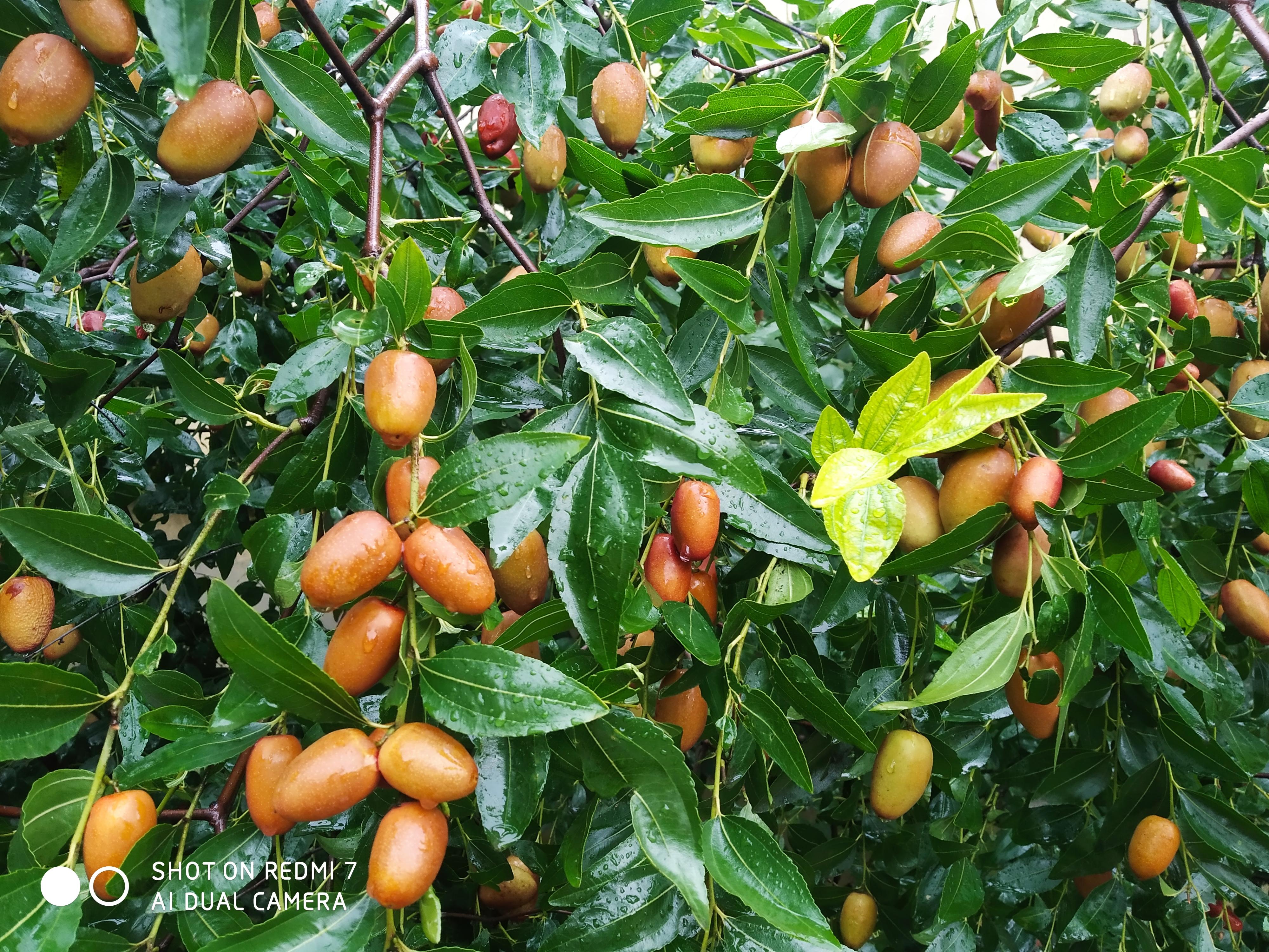 枣树几年可以结枣，枣树几月份栽种最好