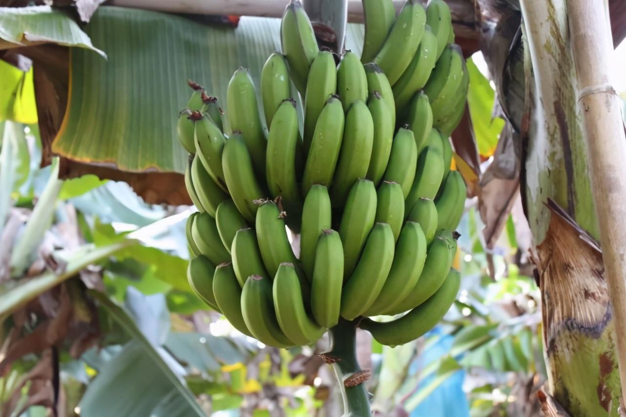 佳农香蕉的产地是哪里，哪里的香蕉好吃