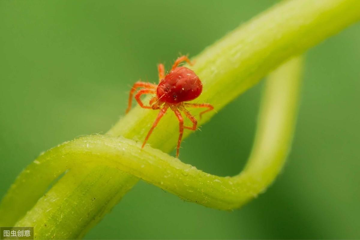 花上的红蜘蛛用什么办法去除，花长红蜘蛛如何处理
