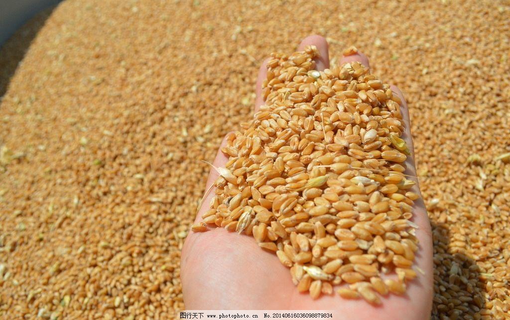 河北高产小麦品种排行榜，河北常见的几种小麦