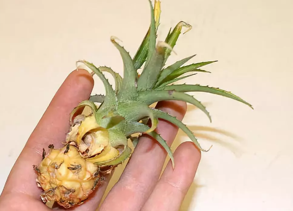 种菠萝头能长出菠萝吗，如何种植菠萝