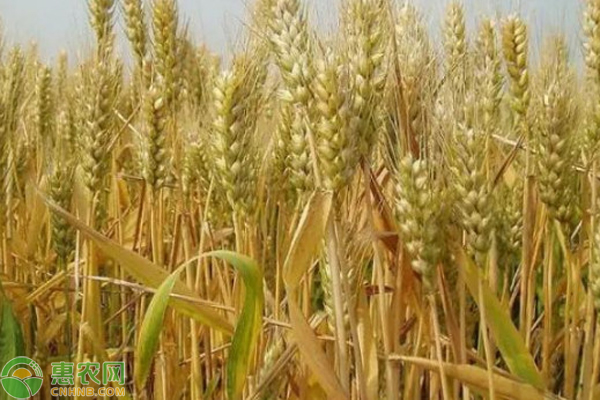 冬小麦在哪个地区，冬小麦是在什么地方种的