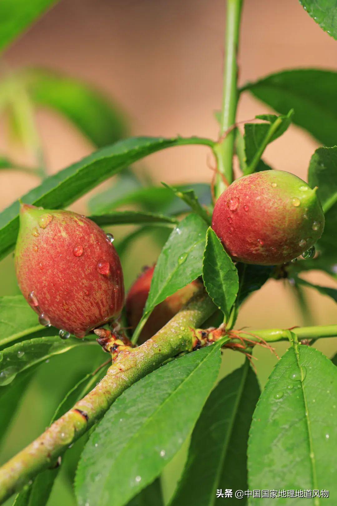 油桃产地都是在哪里，国内油桃的生长地区分布情况