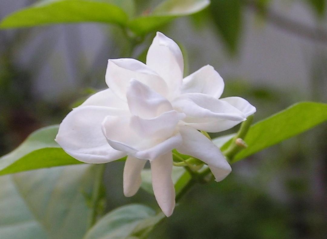白色的花有哪些，好看的白色花的种类大全