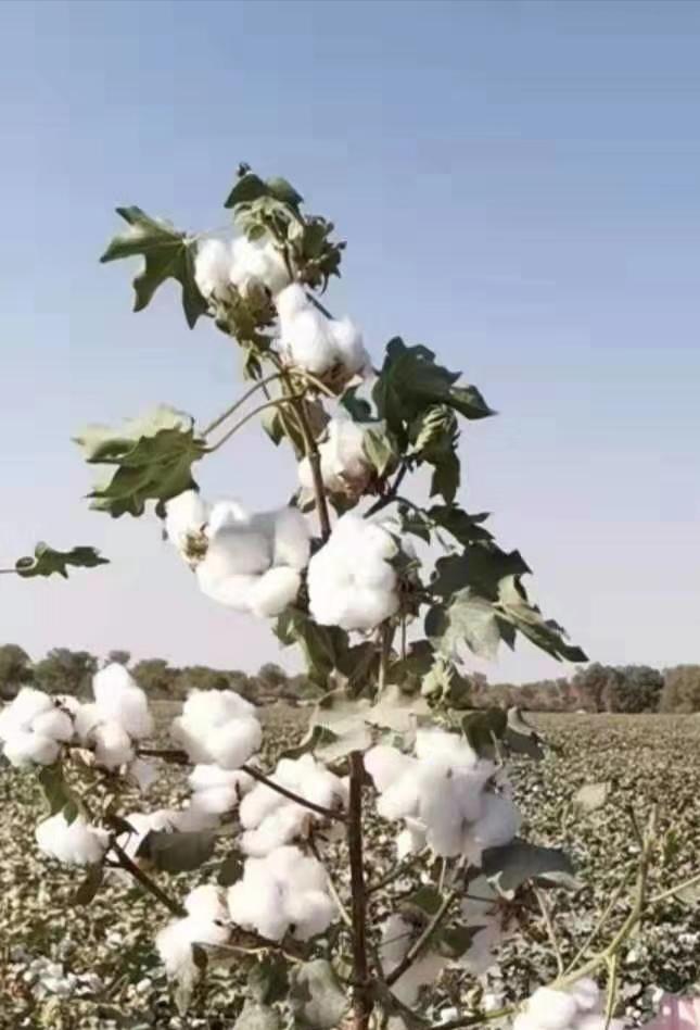 棉花种植需要什么条件，棉花的种植技术和要点