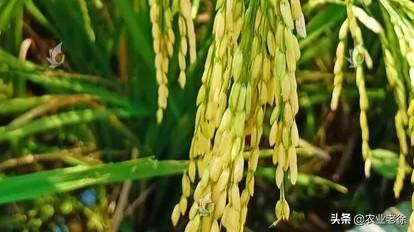 种水稻的技巧，什么时间季节适合种植水稻