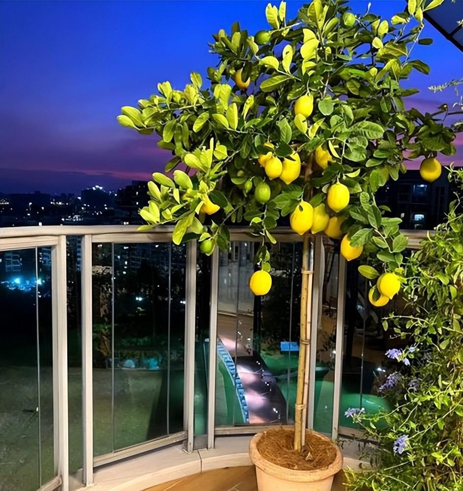 香水柠檬树的养殖方法，种植香水柠檬有哪些注意事项